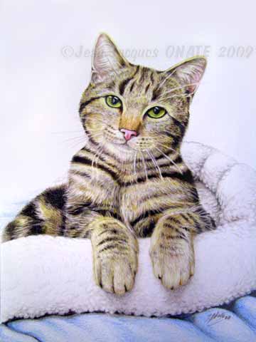 Robin I ralisation portrait animalier de petit chat tigr gris 24 x 30 cm dessin sur commande aux crayons de couleur